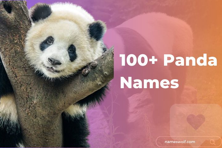 100 Cute Panda Names That Will Melt Your Heart NamesWolf