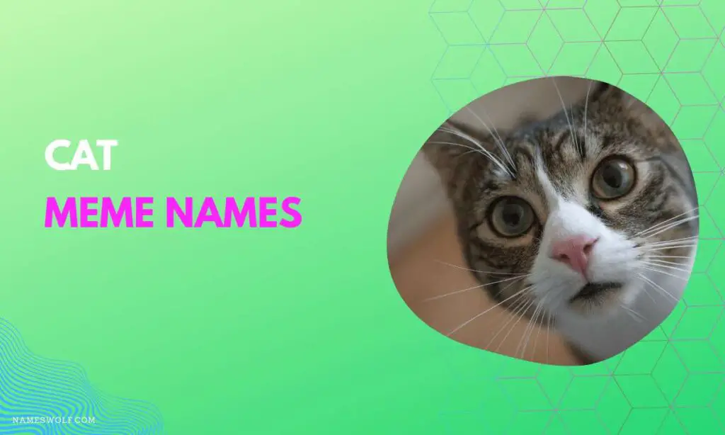 Cat meme names