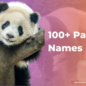100+ Panda Names