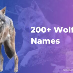 200+ Wolf Names