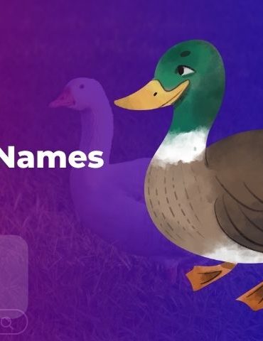 Duck Names
